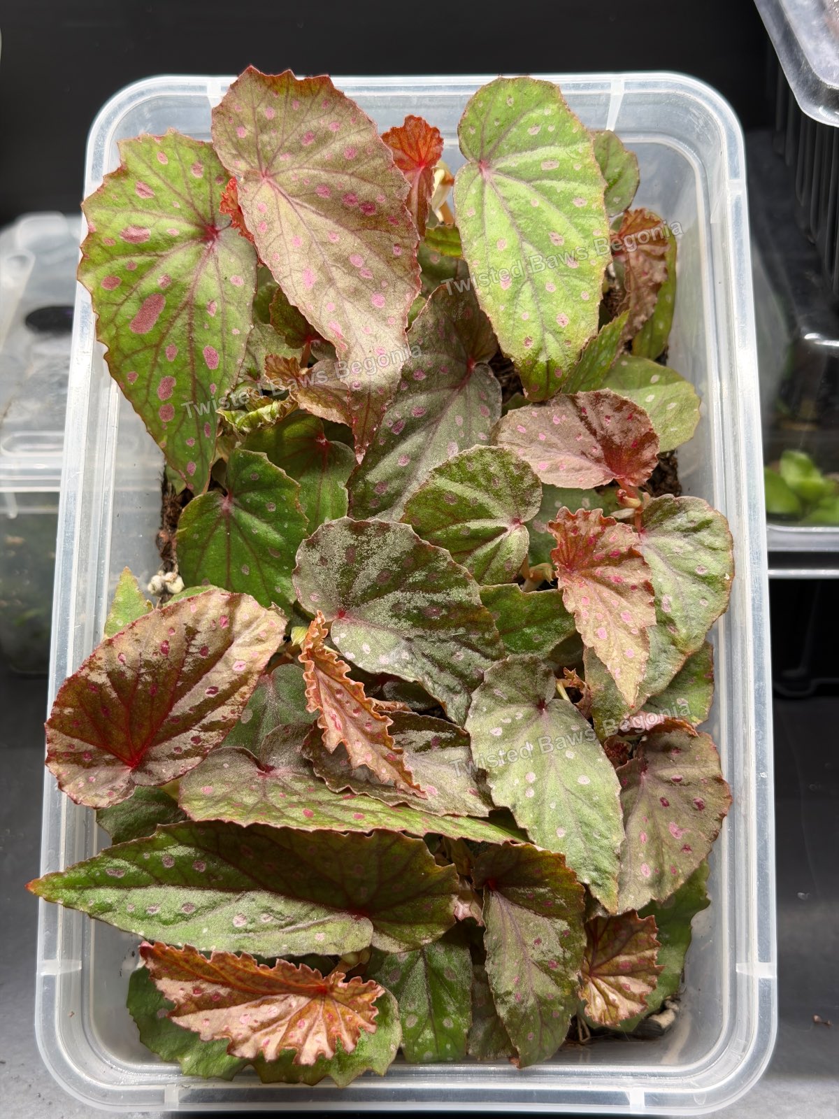 Begonia amphioxus x sp papua ‘purple veins’ bulk tub >20