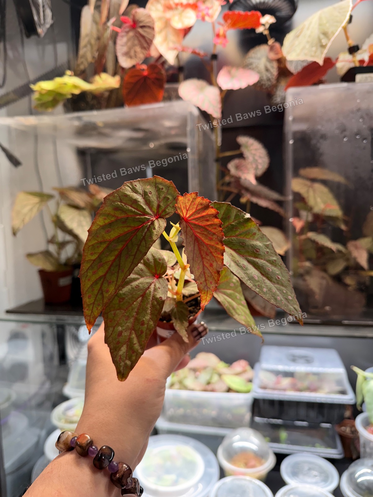 Begonia amphioxus x sp papua ‘purple veins’ large seedlings