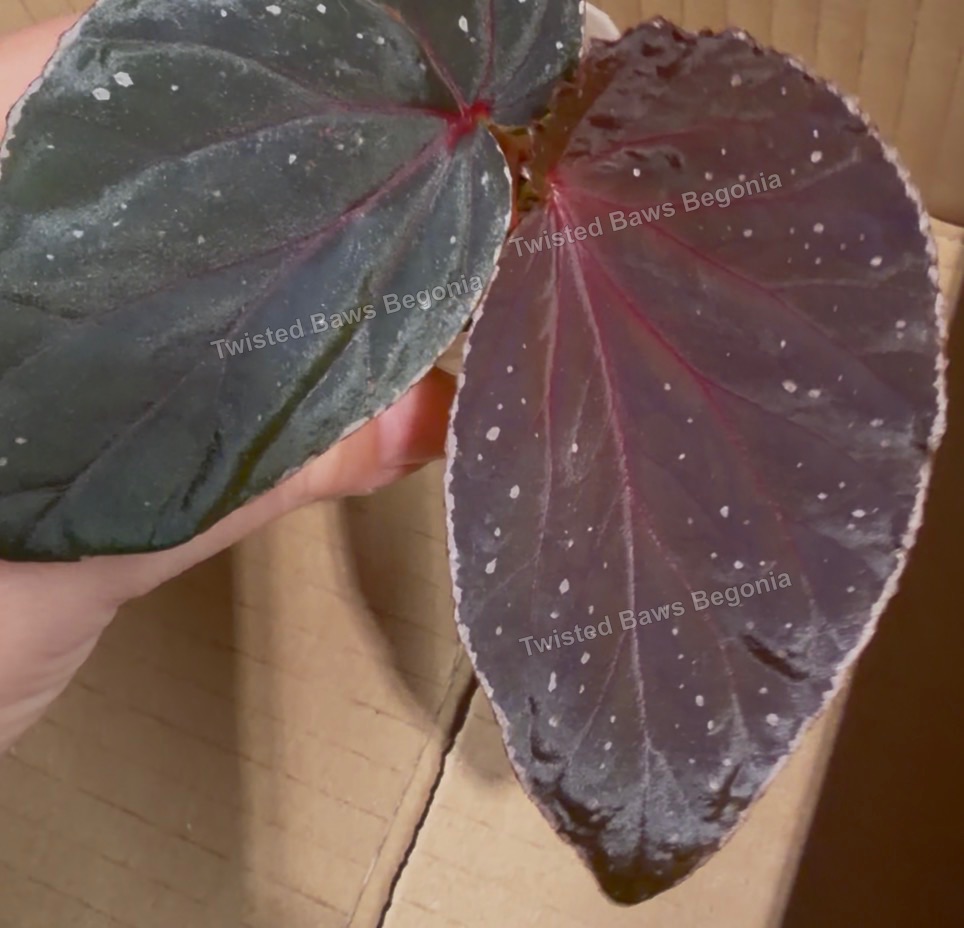 Begonia sp papua ‘purple veins’ x (darth x tawau) M/L seedlings X12