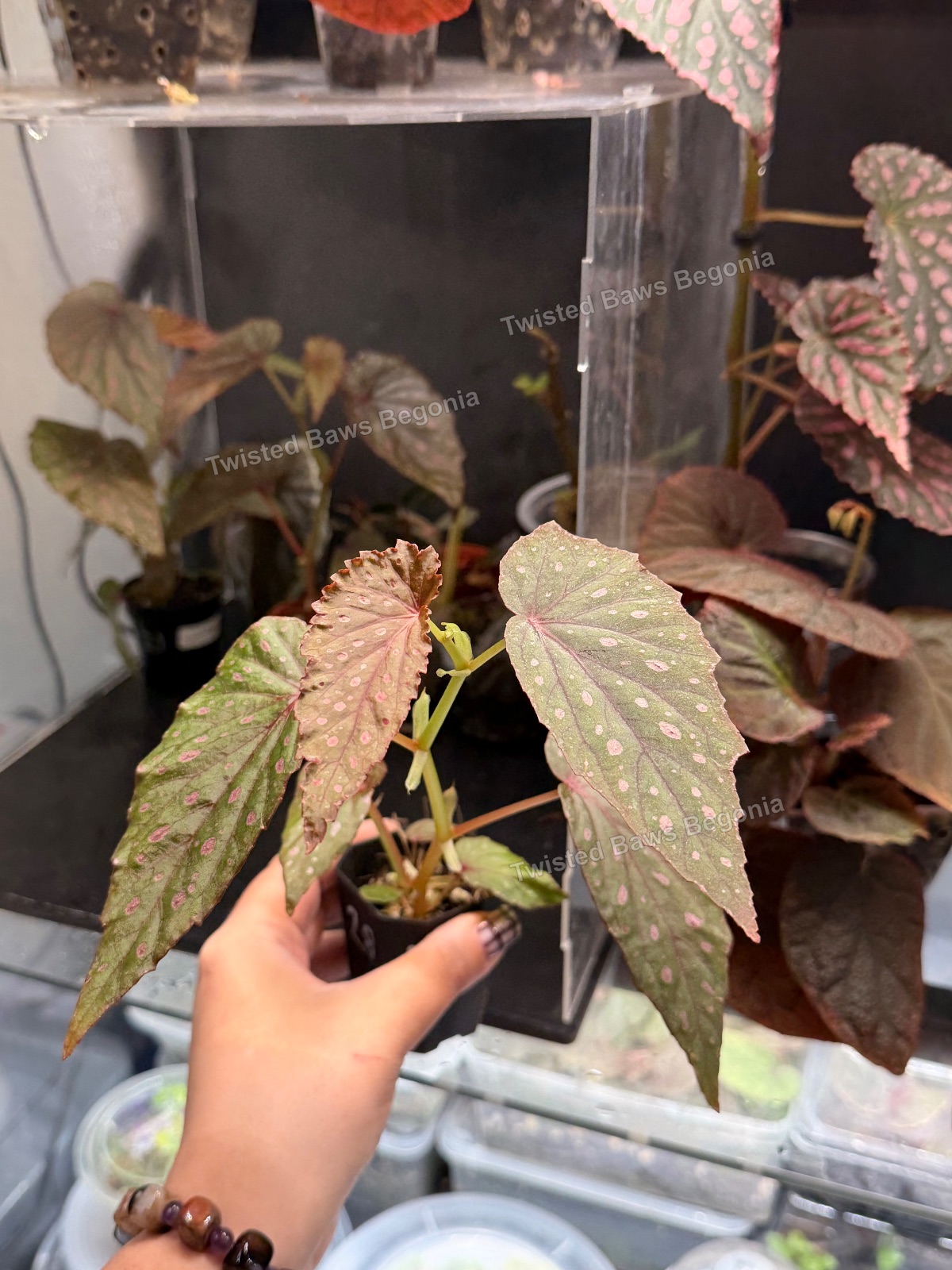 Begonia amphioxus x sp papua ‘purple veins’ medium seedlings