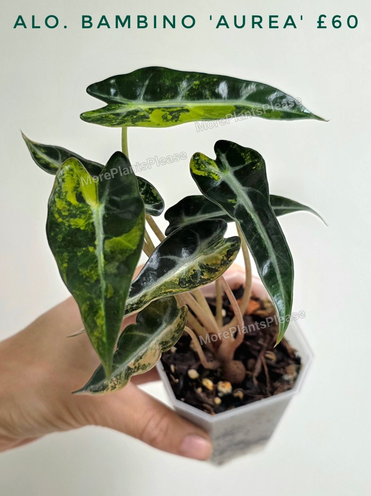 Alocasia bambino 'Aurea'