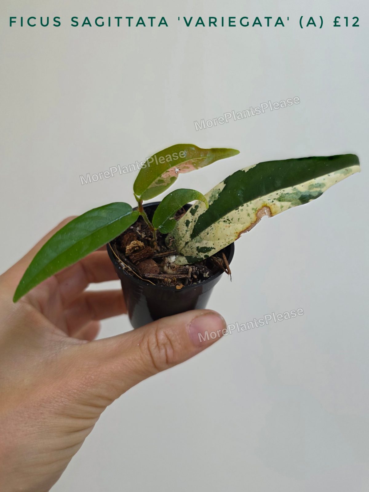 Ficus sagittata 'Variegata'