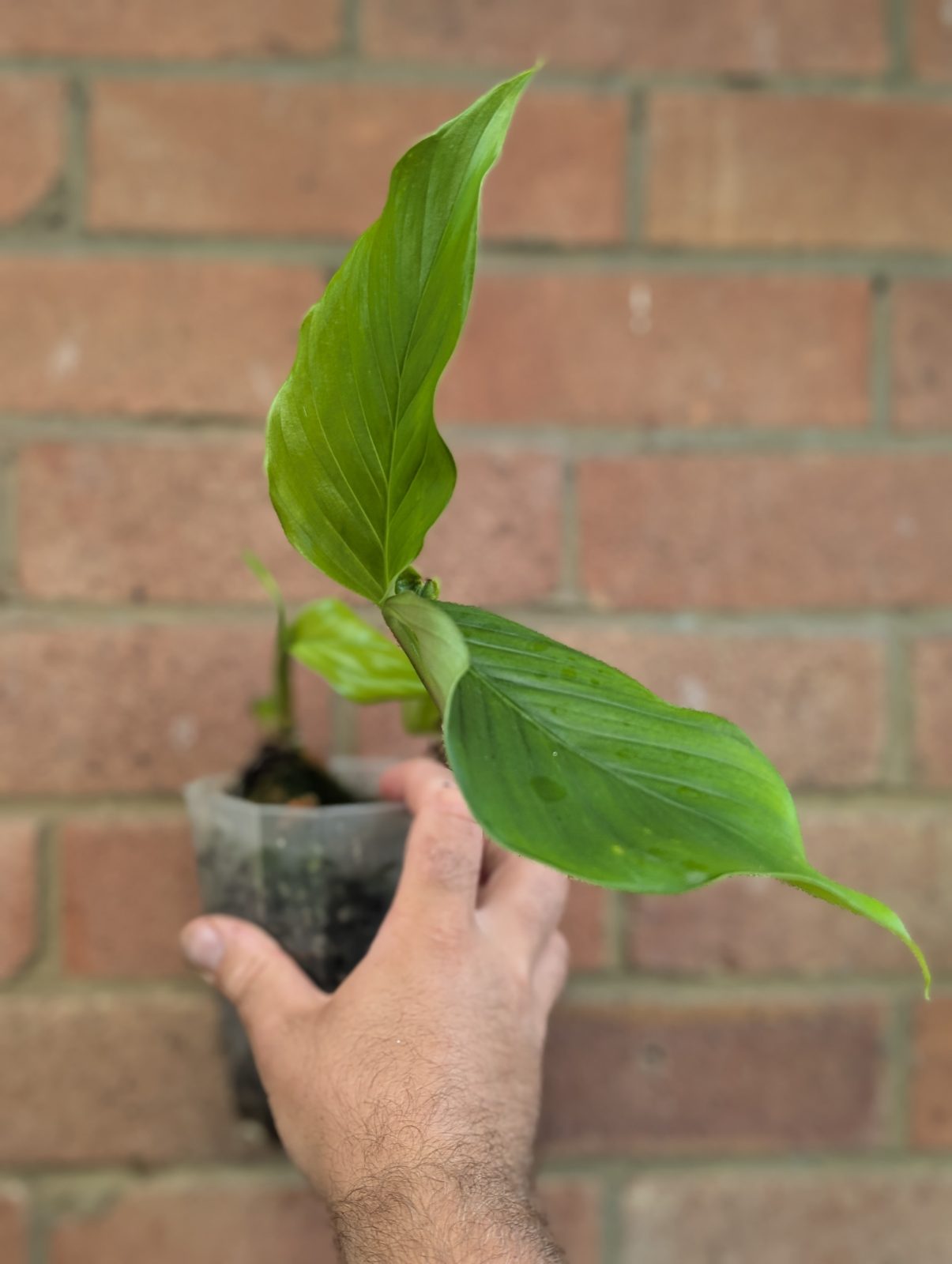 Monstera acoygenensis