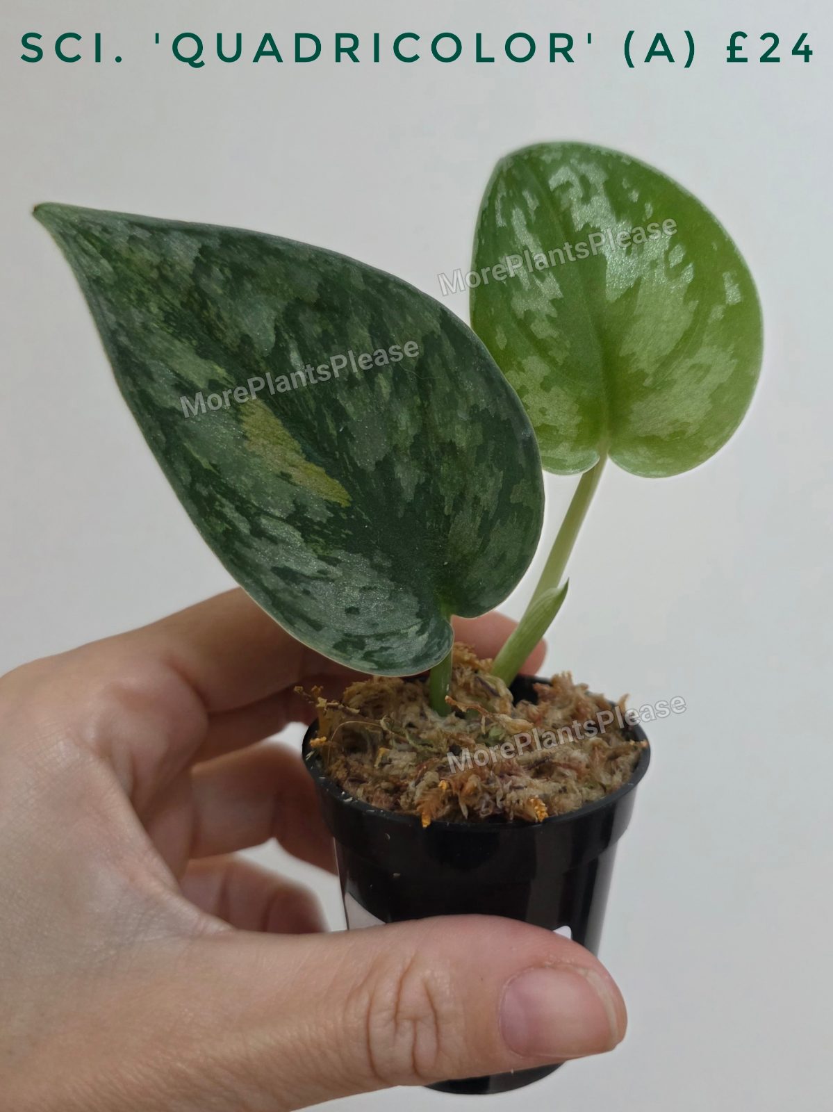 Scindapsus 'Quadricolor'