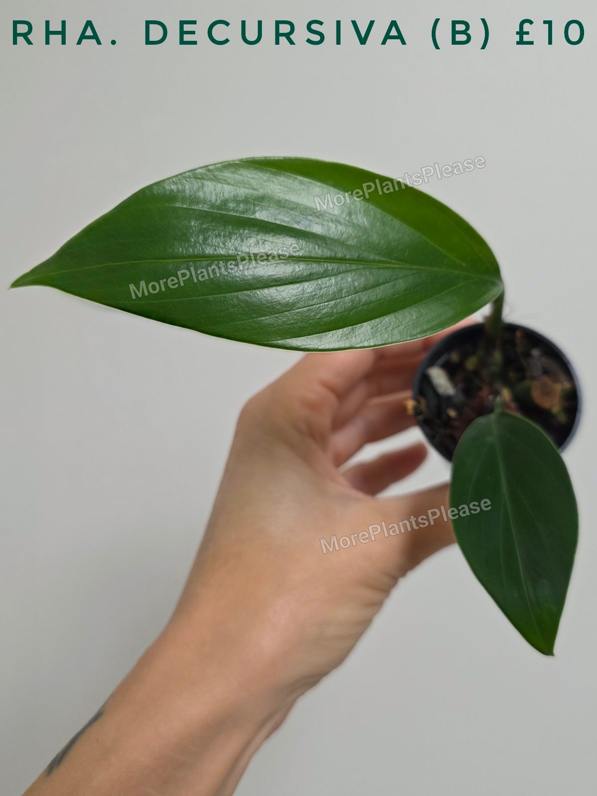 Rhaphidophora decursiva