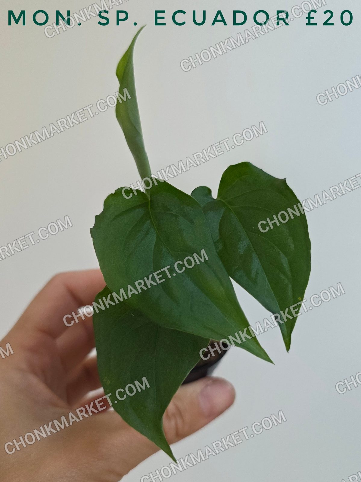 Monstera Sp. Ecuador