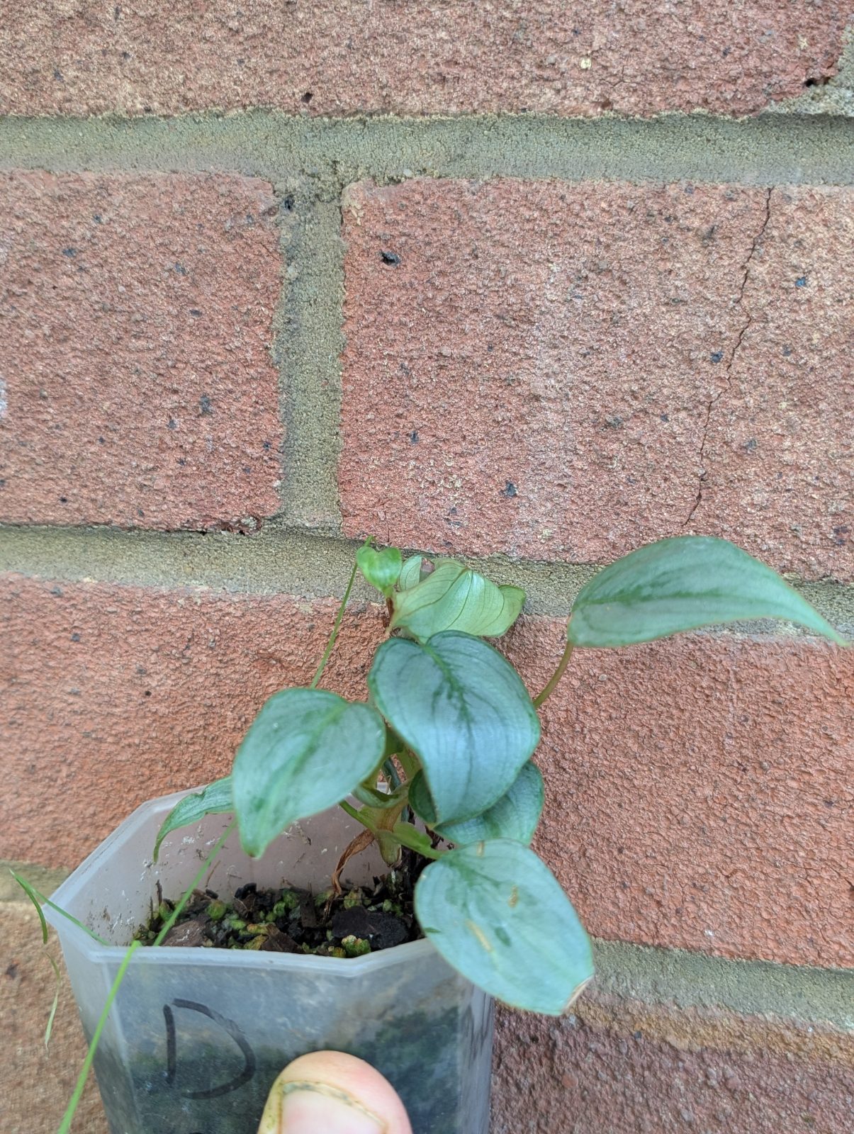 Philodendron sordori