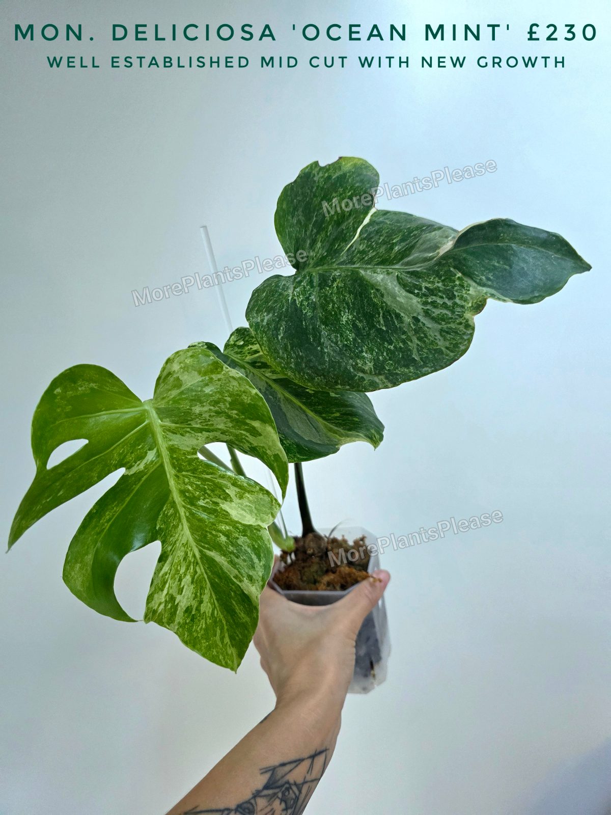 Monstera deliciosa 'Ocean Mint'
