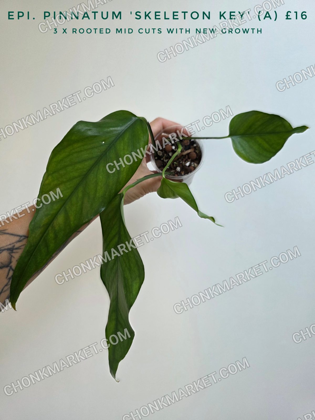 Epipremnum pinnatum 'Skeleton Key'