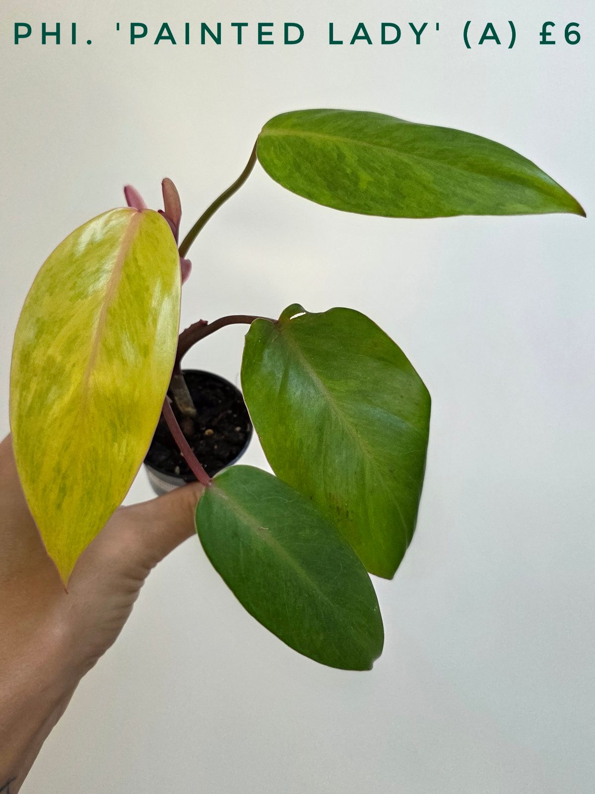 Philodendron 'Painted Lady'