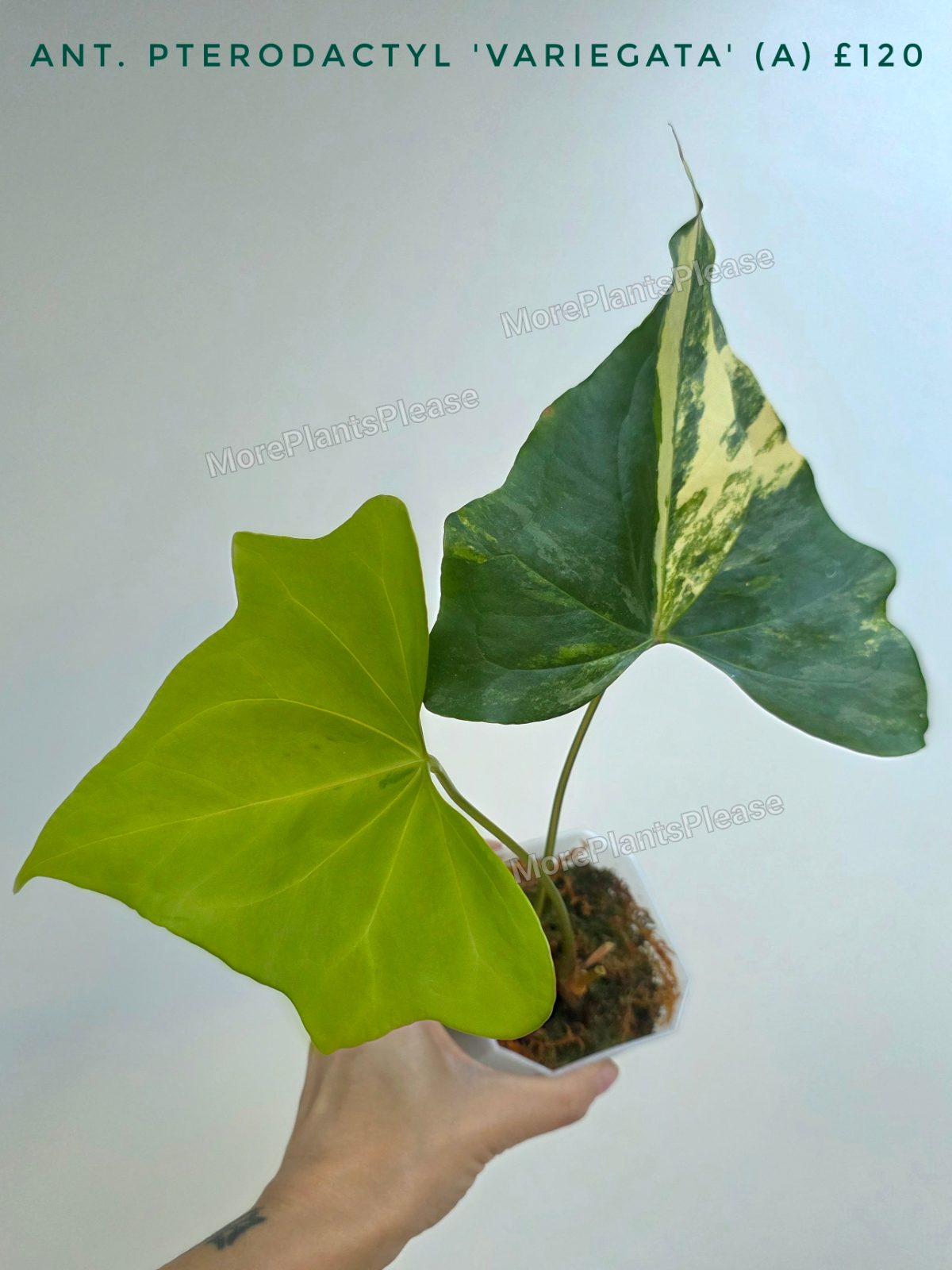 Anthurium pterodactyl 'Variegata'