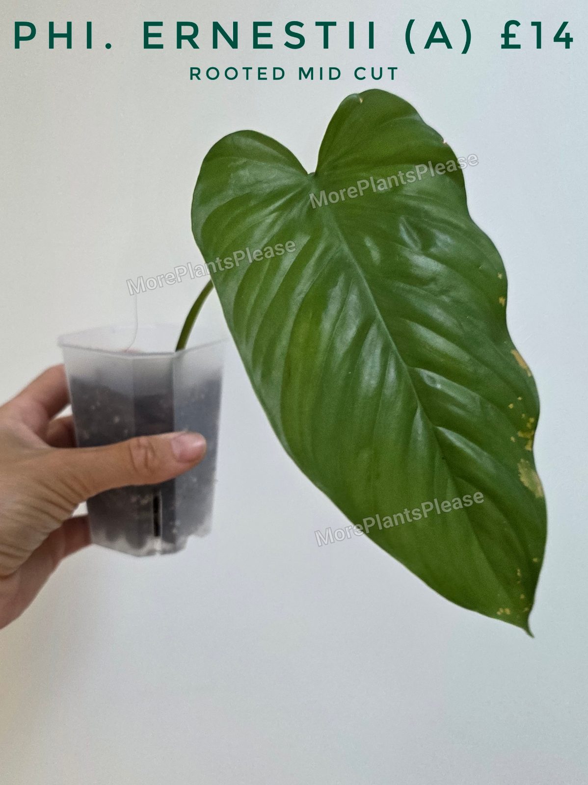 Philodendron ernestii
