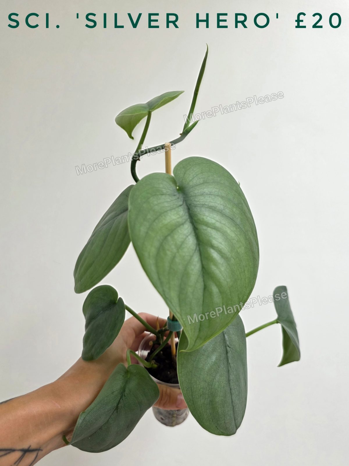 Scindapsus 'Silver Hero'