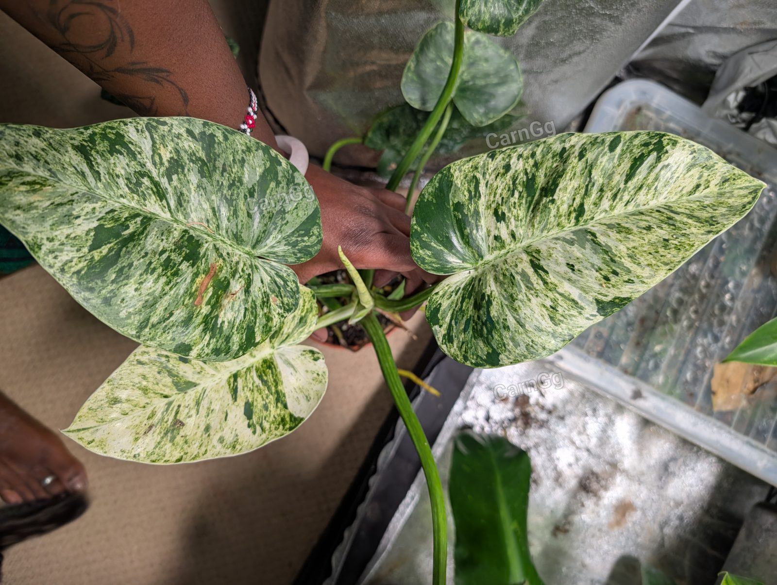 Philodendron Blizzard