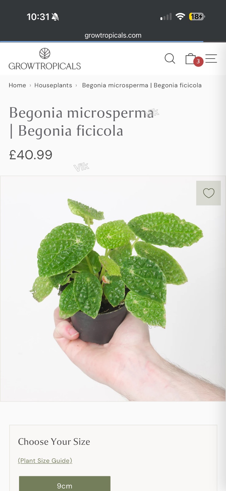 Begonia microsperma