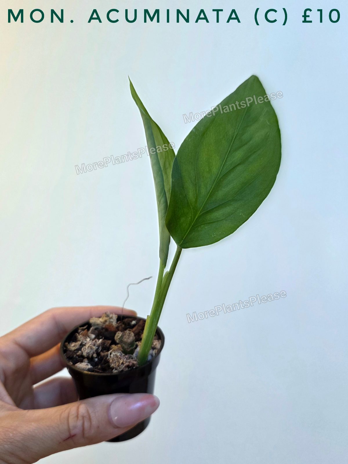 Monstera acuminata