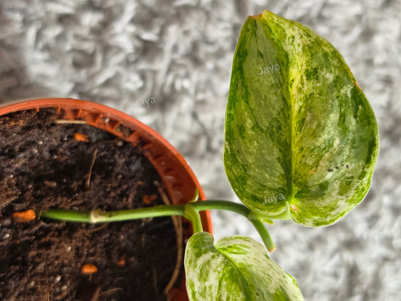 Variegated scindapsus silver knight indoor plant