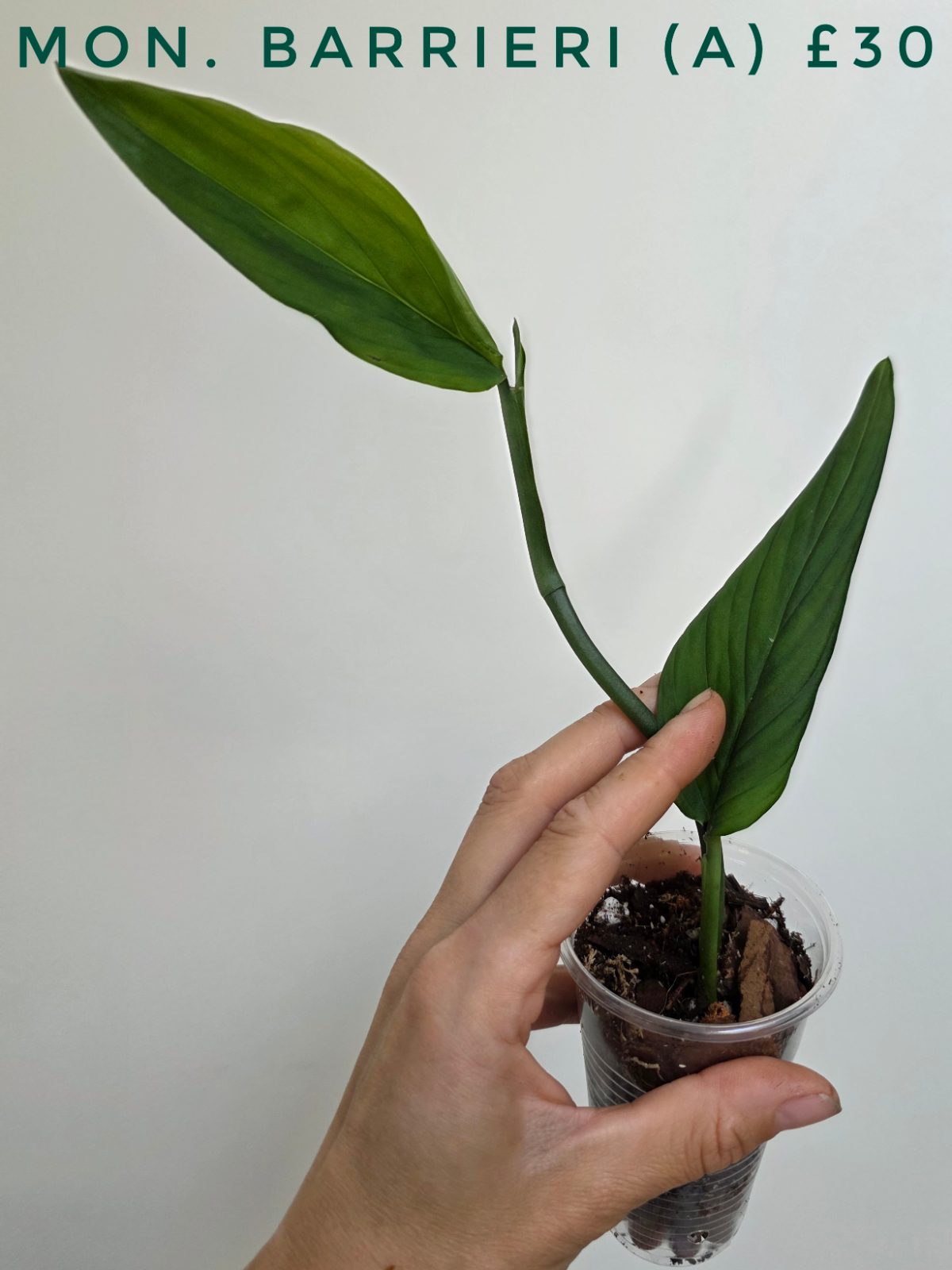 Monstera barrieri