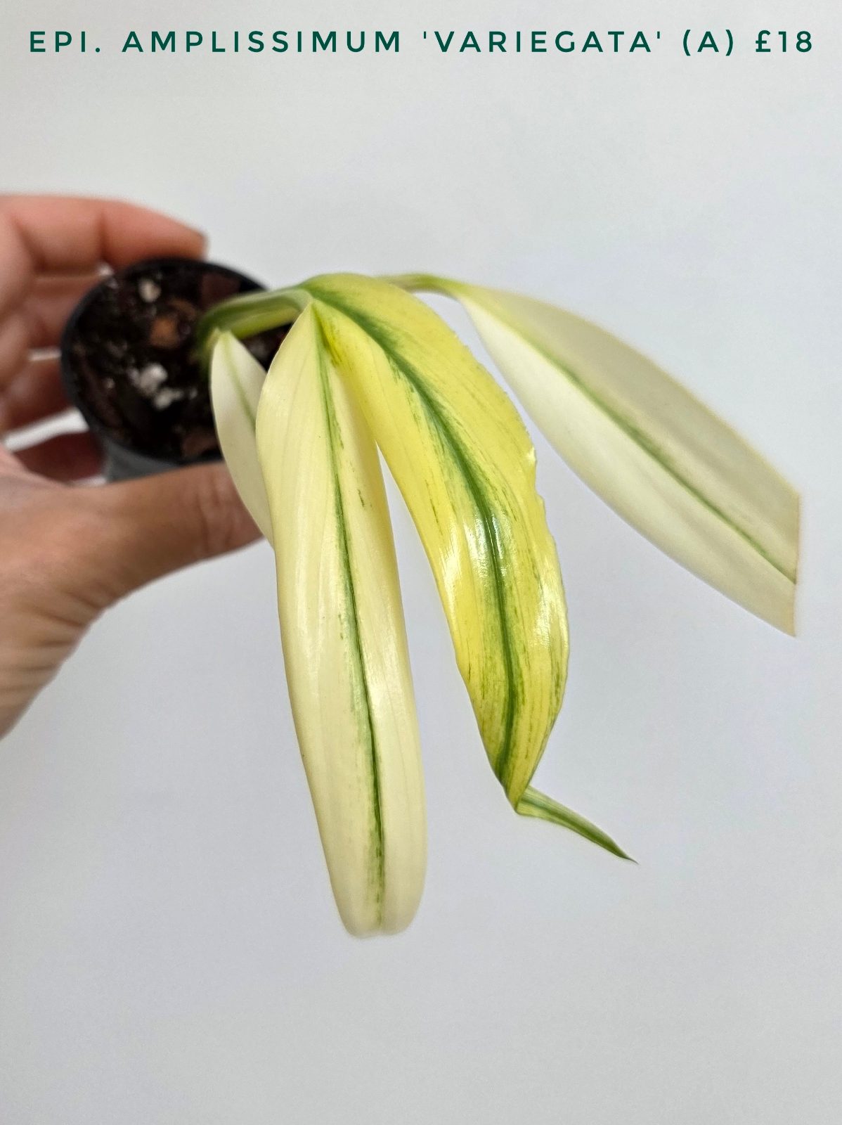 Epipremnum amplissimum 'Variegata'