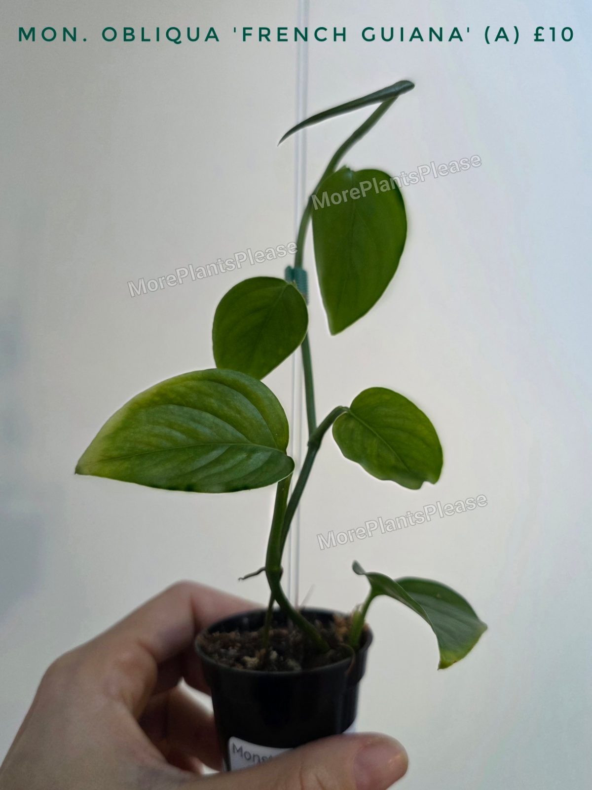 Monstera cf. obliqua 'French Guiana'