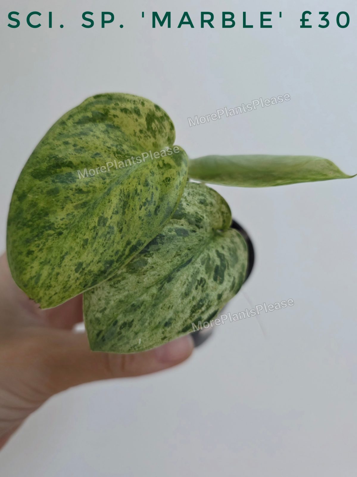 Scindapsus sp. 'Marble'