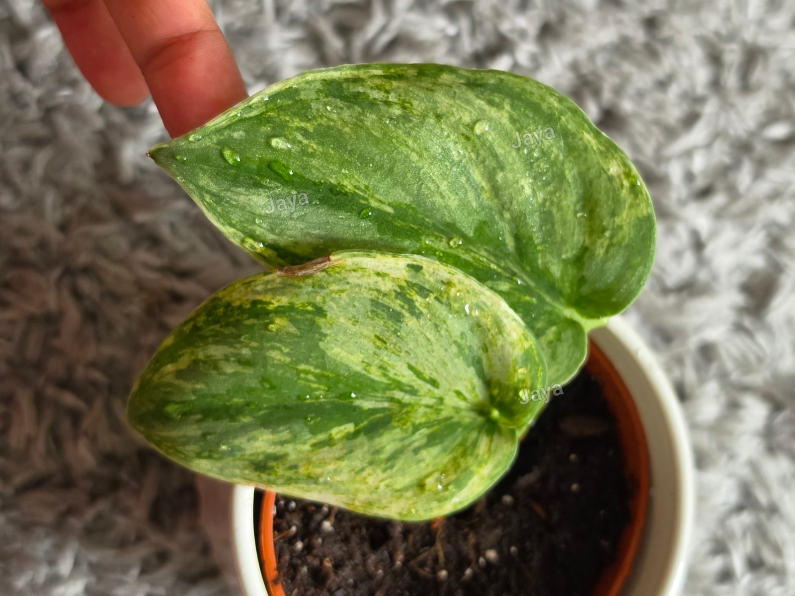 Variegated Scindapsus peasun indoor plant