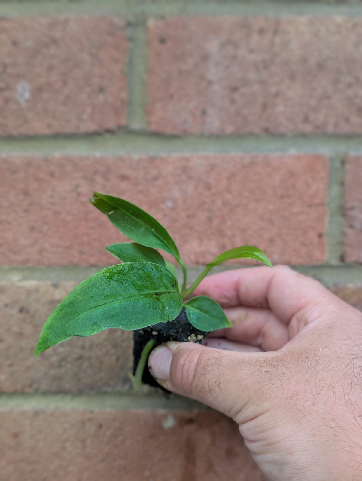 Anthurium gracile seedlings