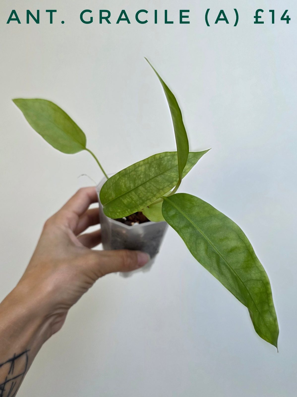 Anthurium gracile