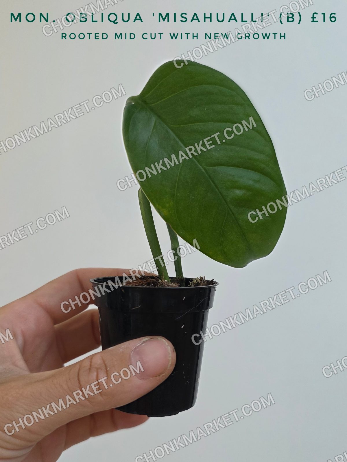 Monstera obliqua 'Misahualli' (B/C/D)