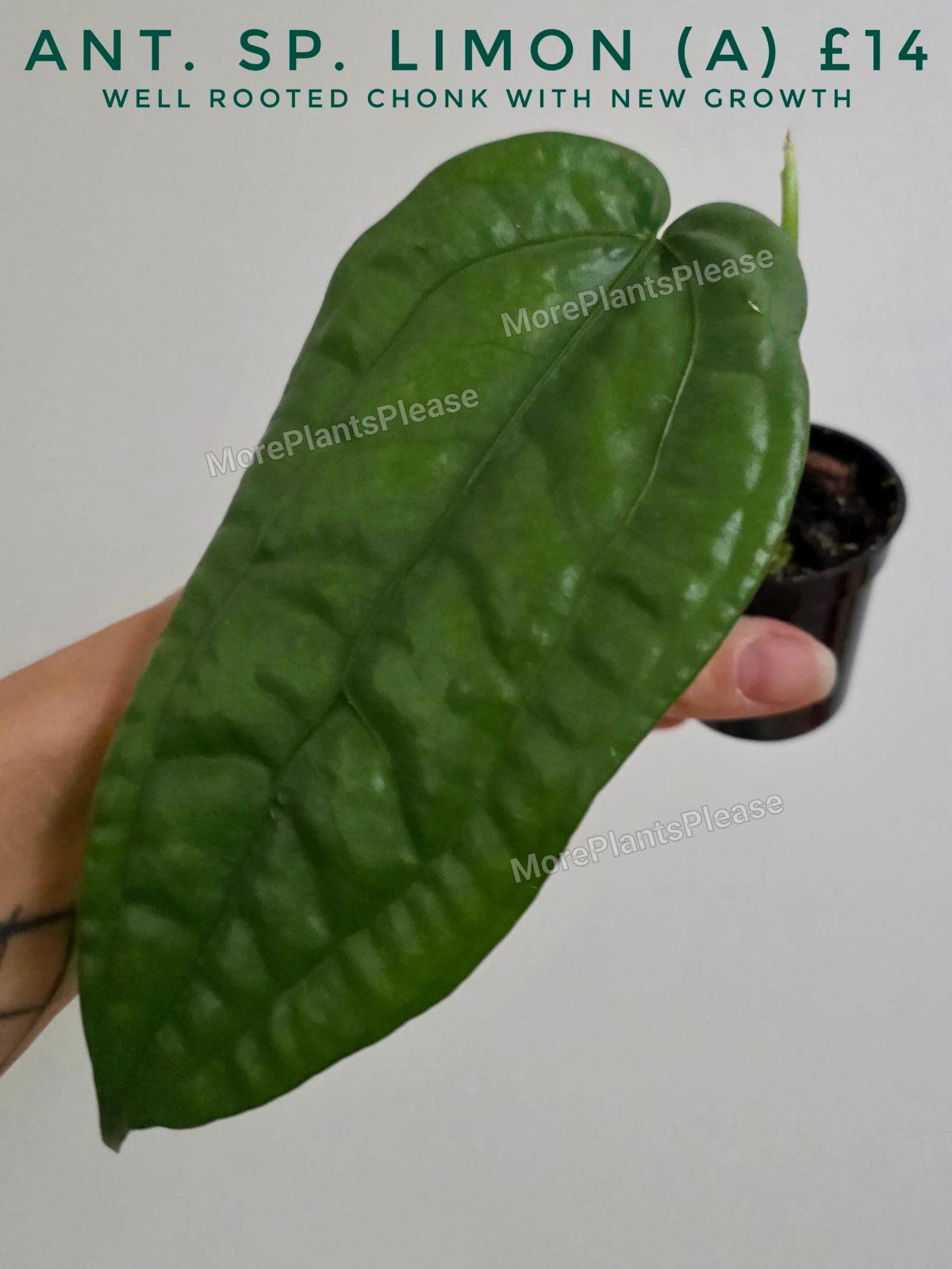 Anthurium Sp. Limon