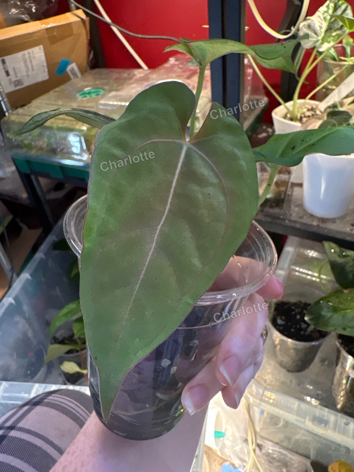 Anthurium bundle us seedlings
