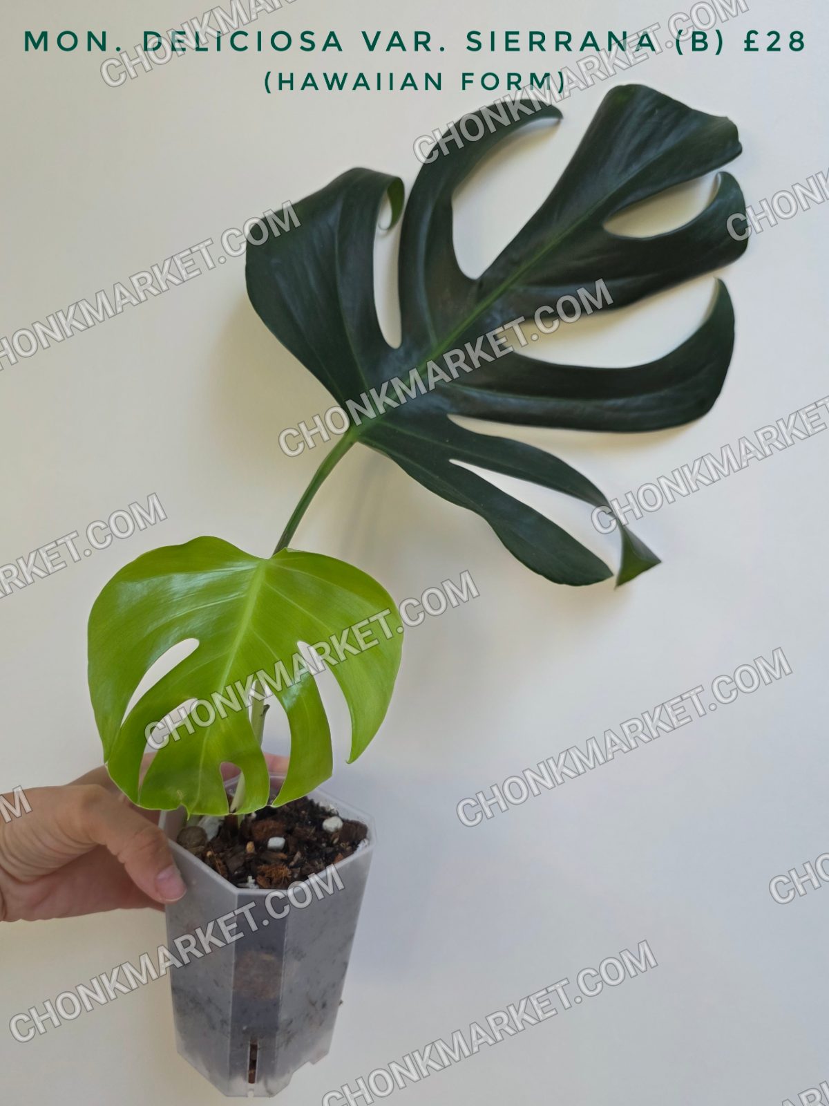 Monstera deliciosa var. Sierrana (Hawaiian form)