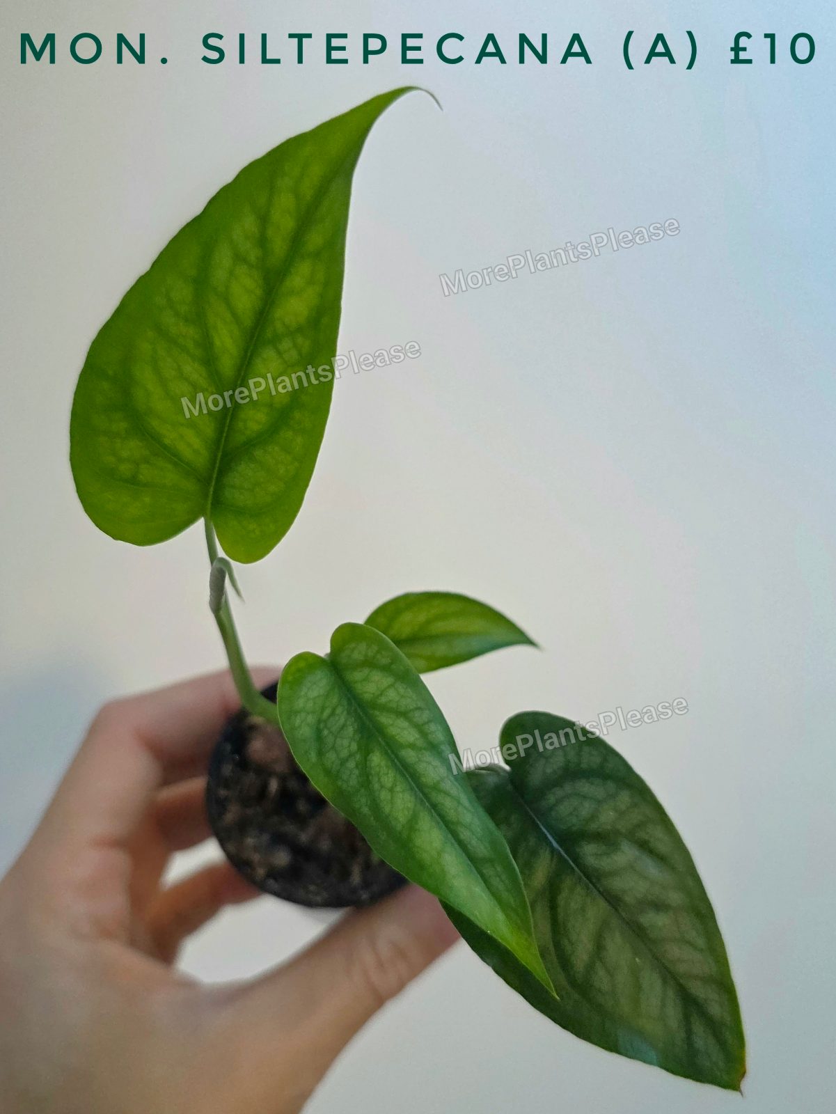 Monstera siltepecana