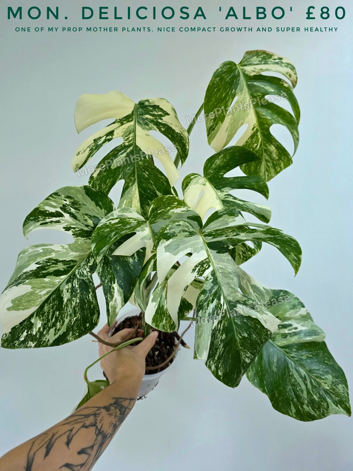 Monstera deliciosa 'Albo-Variegata'