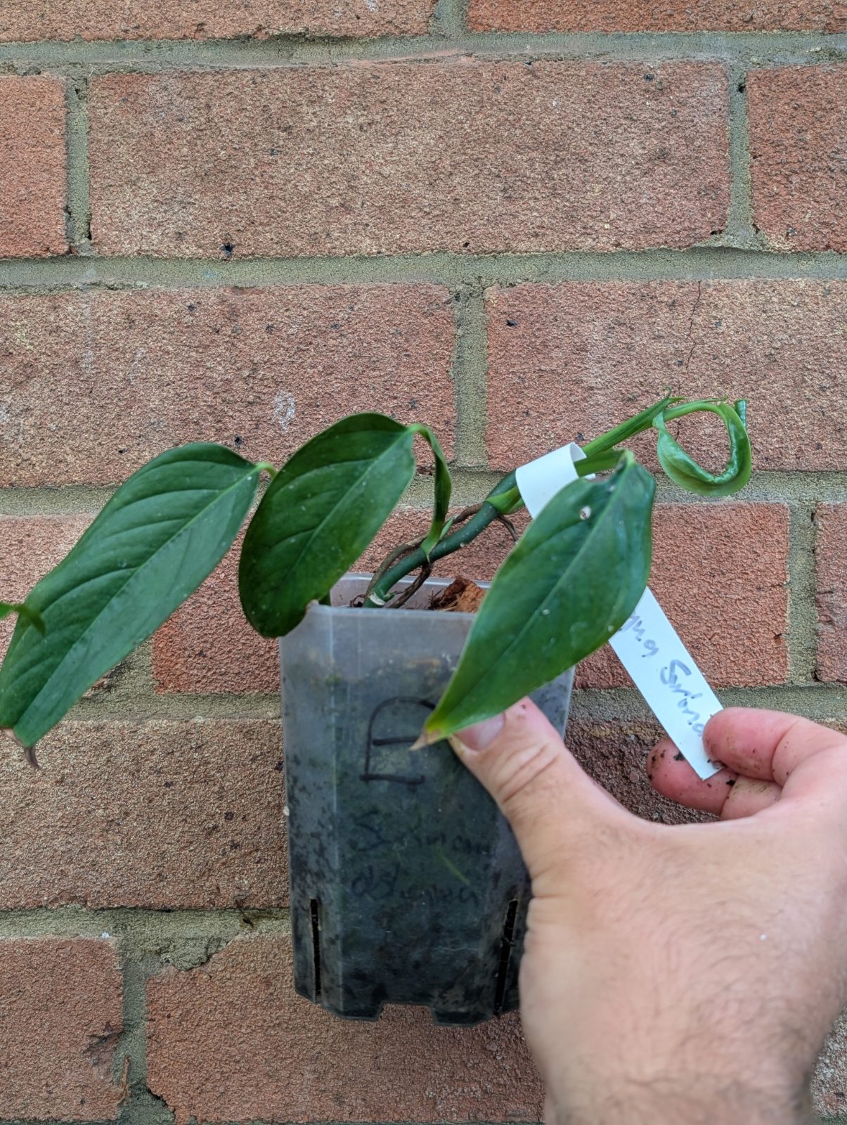Monstera Aff. Obliqua "Suriname"