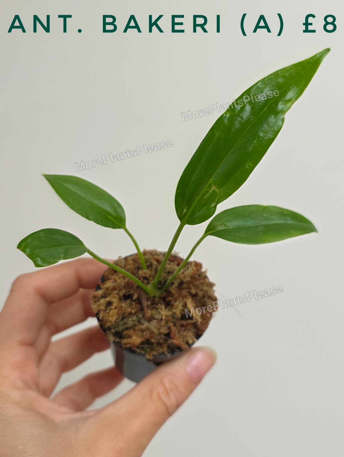 Anthurium bakeri