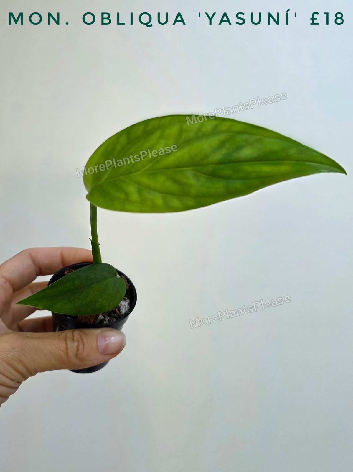 Monstera obliqua 'Yasuní'