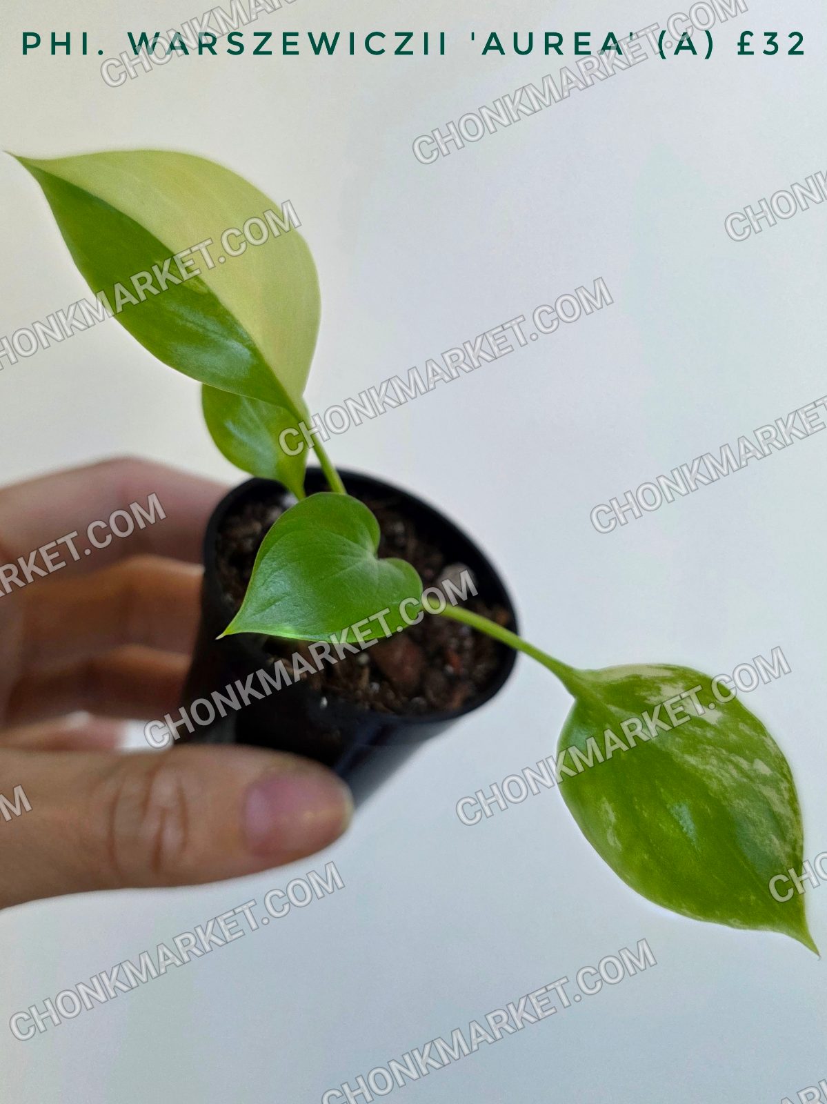 Philodendron warscewiczii 'Aurea'