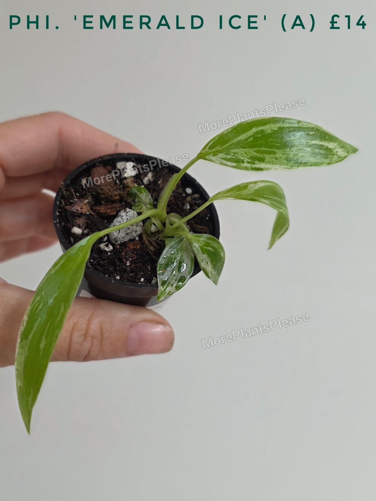 Philodendron 'Emerald Ice'