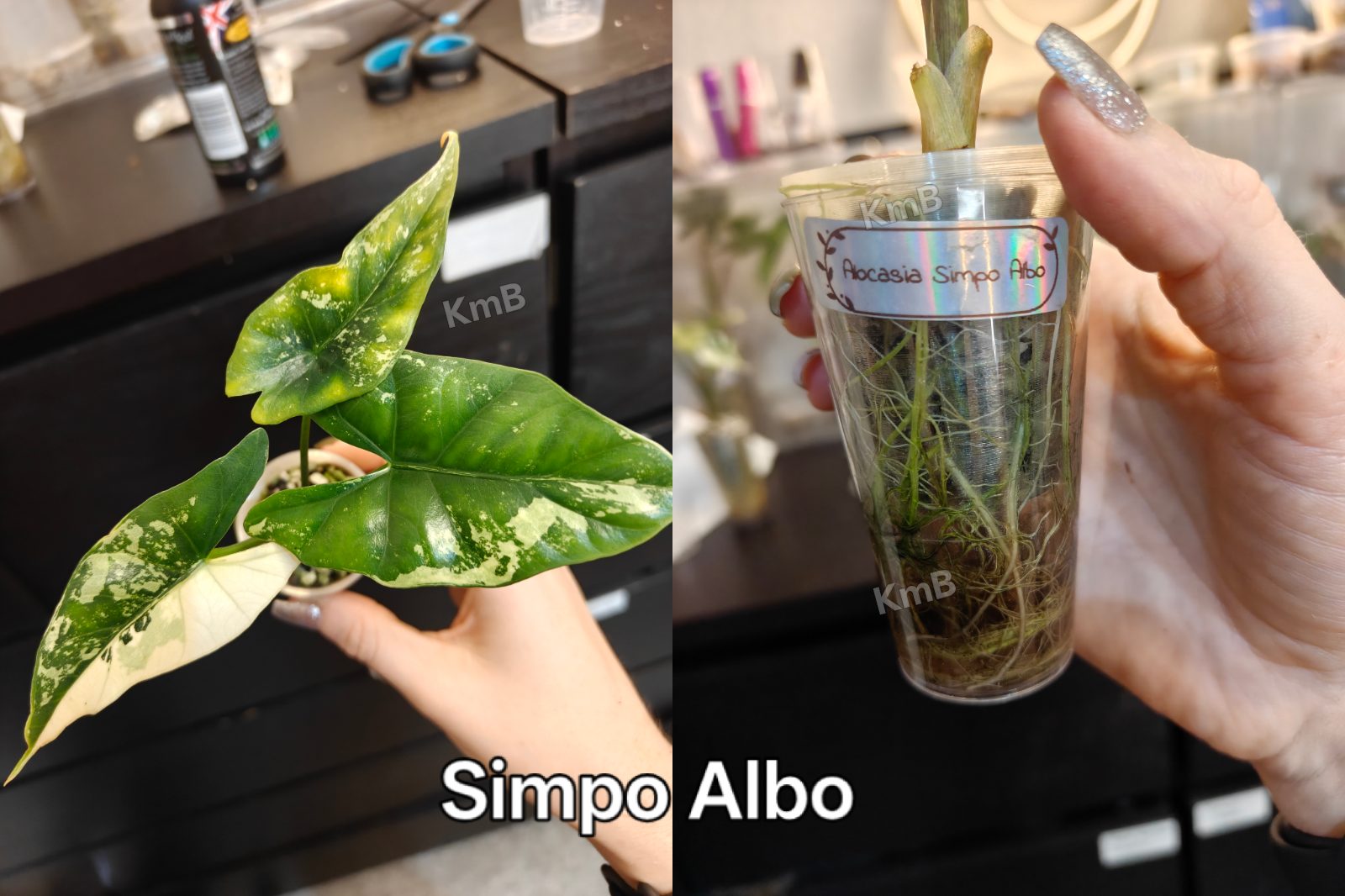 Simpo Albo various pups