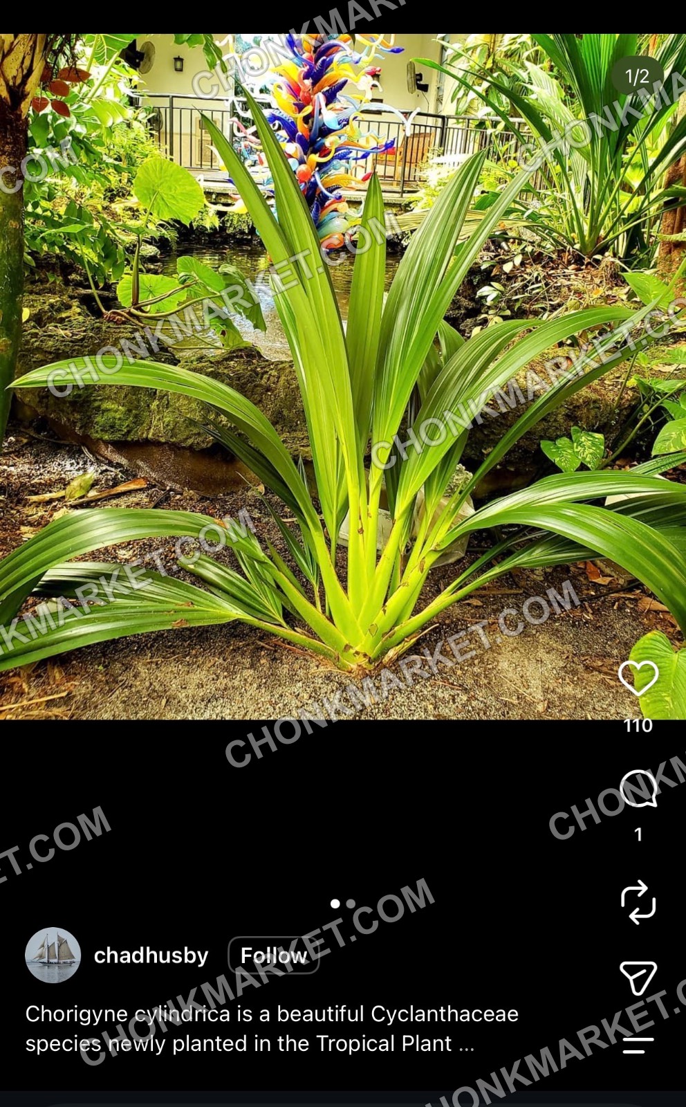 Chorigyne Cylindrica  - searching for
