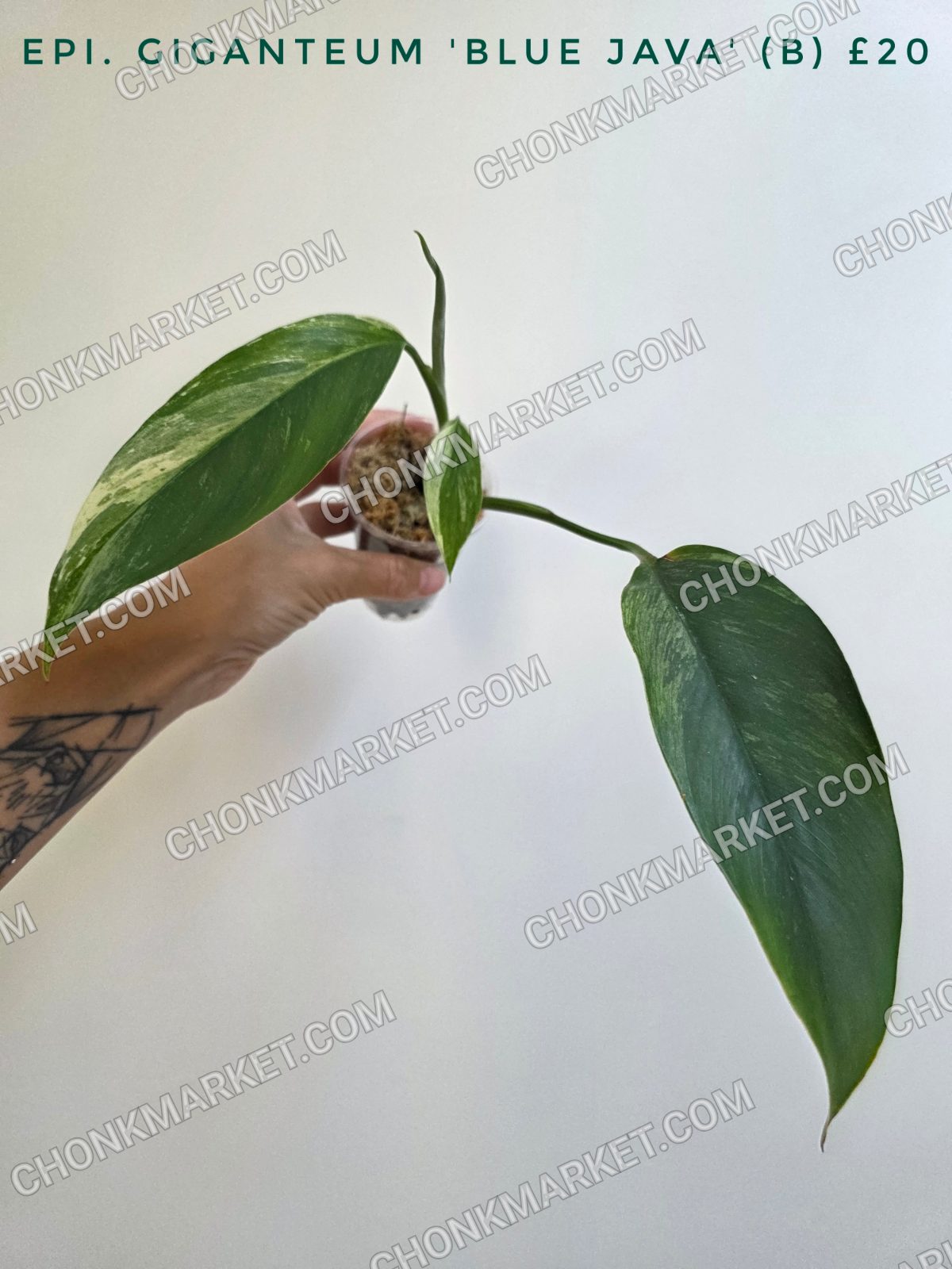 Epipremnum giganteum 'Blue Java'