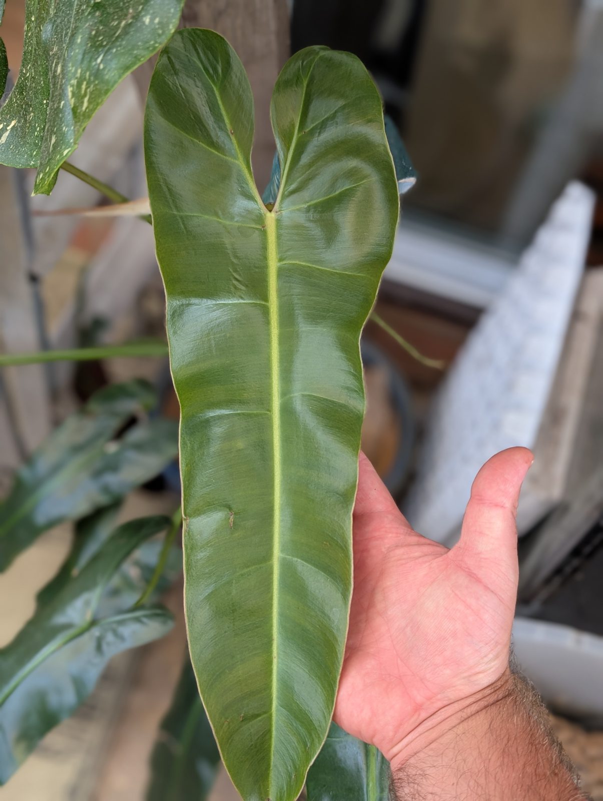 Philodendron Atabapoense "Santa Leopoldina"