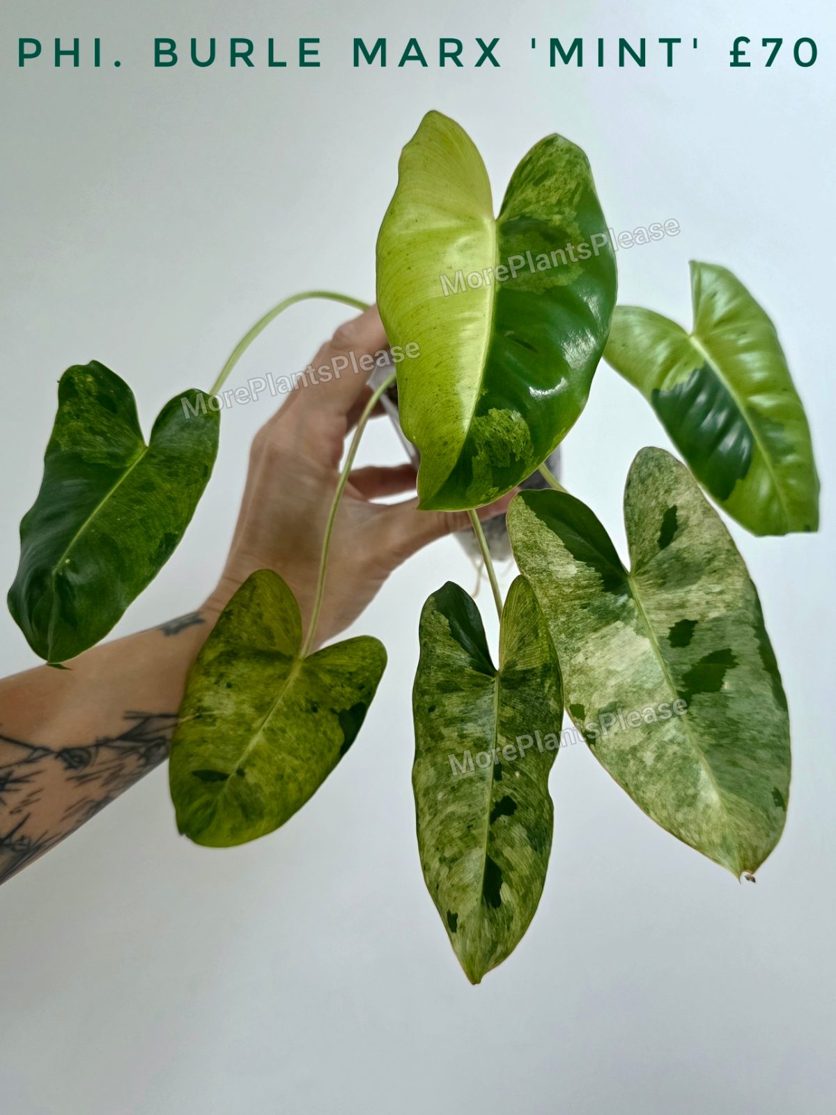 Philodendron burle marx 'Mint'