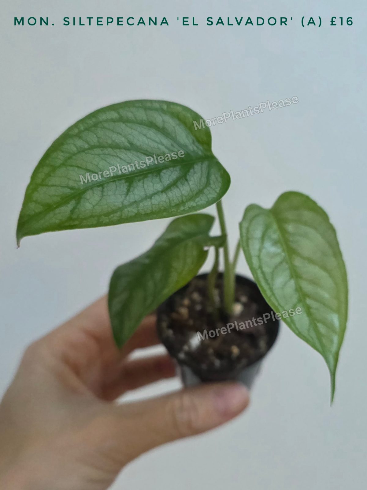 Monstera siltepecana 'El Salvador'