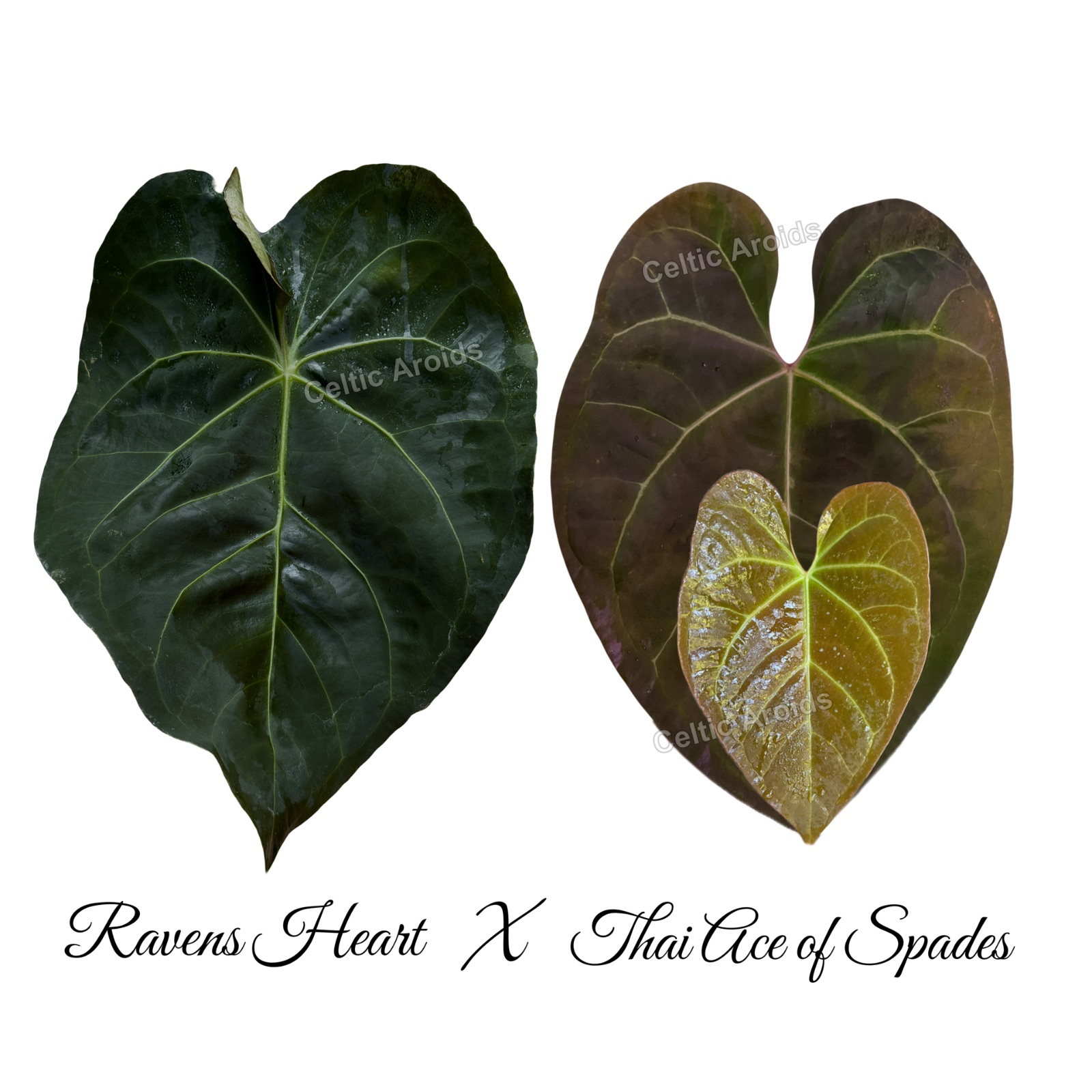 Ravens Heart x Thai Ace of Spades
