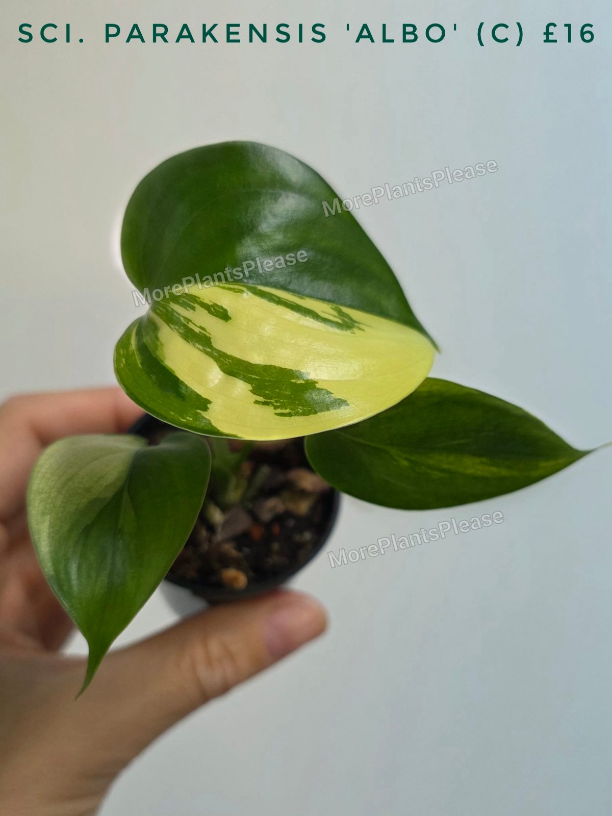 Scindapsus parakensis 'Albo'