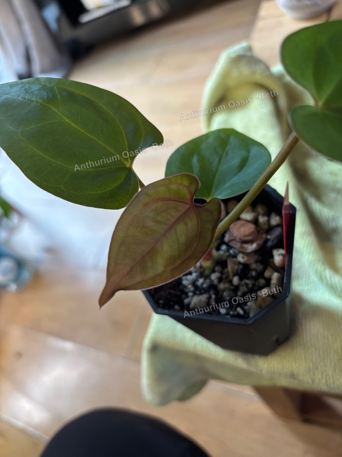 Anthurium Jungle Giant x (Bessea aff x Pap)
