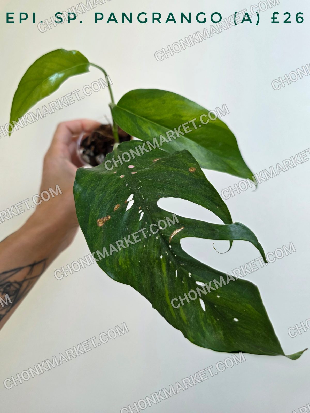 Epipremnum Sp. Pangrango