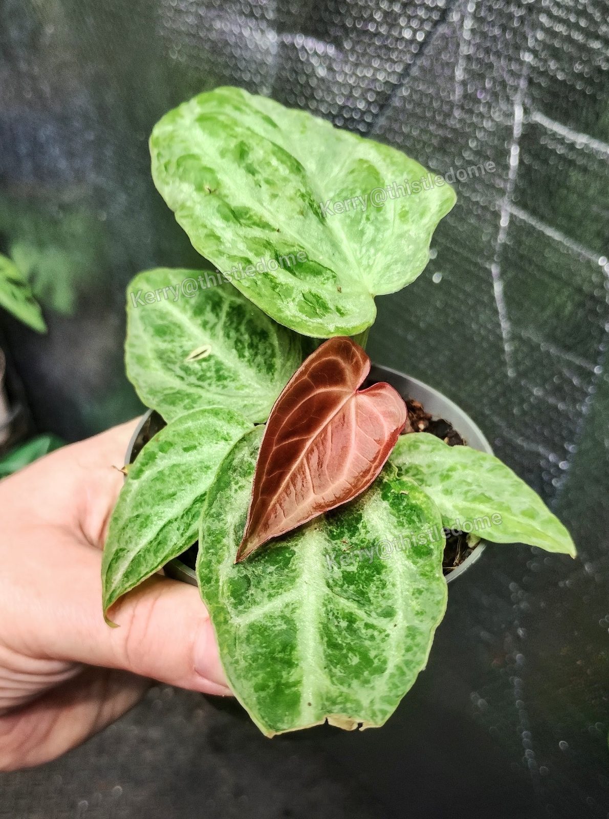 Anthurium Silver Blush Mint